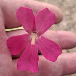 Pinguicula moranensis x Pinguicula laueana 