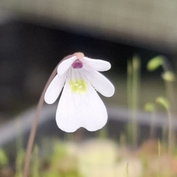 Pinguicula gracilis 