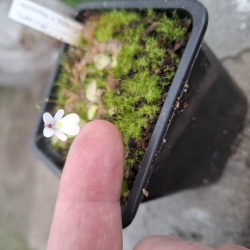 Pinguicula gracilis 