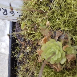 Pinguicula gracilis 