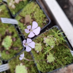 Pinguicula ehlersiae x Pinguicula immaculata 