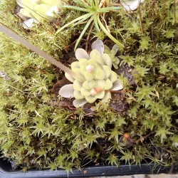 Pinguicula ehlersiae x Pinguicula immaculata 