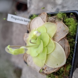Pinguicula ibarrae 