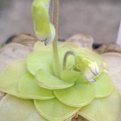 Pinguicula ibarrae 