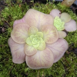 Pinguicula sp.Guatemala 3100