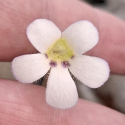 Pinguicula ibarrae 