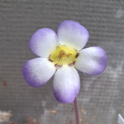Pinguicula martinezii 