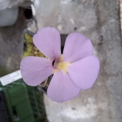 Pinguicula acuminata x Pinguicula ehlersiae 