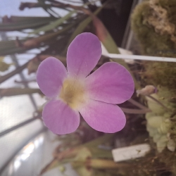 Pinguicula laxifolia 