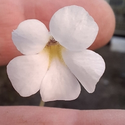 Pinguicula mirandae
