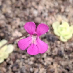 Pinguicula ehlersiae Ixmianilpan 