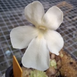 Pinguicula ,,Golden Eye '"