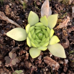 Rôzne tvary sukulentných ružíc mexických tučníc 