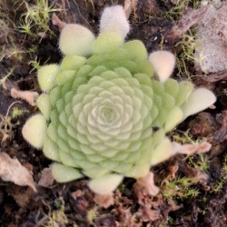 Rôzne tvary sukulentných ružíc mexických tučníc 