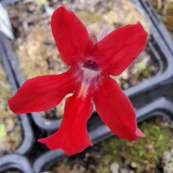 Pinguicula laueana GF1 x Pinguicula crassifolia 