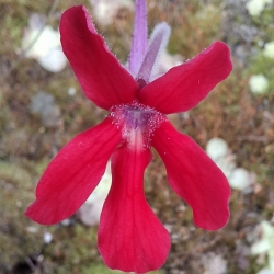 Pinguicula laueana GF1 