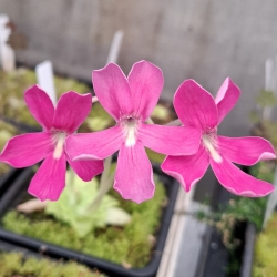 Pinguicula moranensis White x Pinguicula laueana 