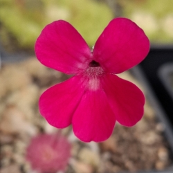 Pinguicula laueana GF1 x Pinguicula crassifolia 