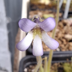 Pinguicula heterophylla 