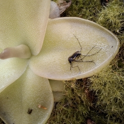 Na fotografii je pekne vidieť ako tučnica vylučuje tráviace enzýmy 