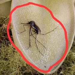 Na fotografii je pekne vidieť ako tučnica vylučuje tráviace enzýmy 