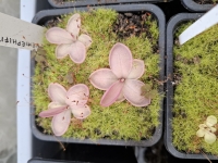 Pinguicula hemiepiphytica 
