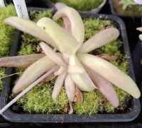 Pinguicula ,,Aphroditae "