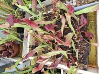 Sarracenia kríženec 