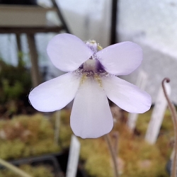 Pinguicula medusina 