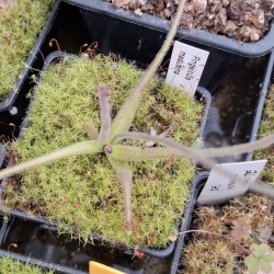 Pinguicula medusina 