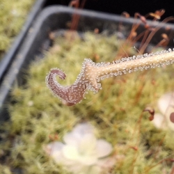 Pinguicula medusina 