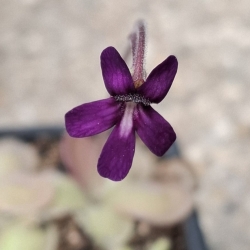 Pinguicula moranensis,,St. Maria Yucuhiti" Oaxaca 