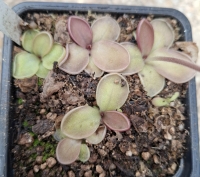Pinguicula moranensis ,, St. Maria Yucuhiti " Oaxaca 