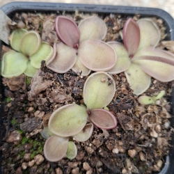 Pinguicula moranensis,,St. Maria Yucuhiti" Oaxaca 
