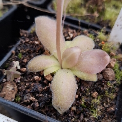 Pinguicula x Marciano (Medusina x Wesser)