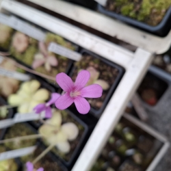 Pinguicula x Marciano (Medusina x Wesser)