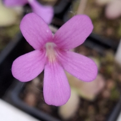 Pinguicula x Marciano (Medusina x Wesser)