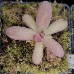 Pinguicula sp. "Lautner 92/52 x Pinguicula gypsicola 'Buena Vista'