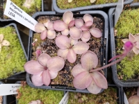 Pinguicula moranensis x Pinguicula zamudioana 