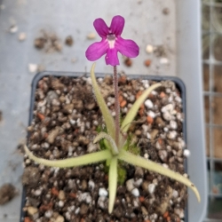 Pinguicula calderoniae x Pinguicula gypsicola 