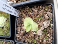 Pinguicula macrophylla 