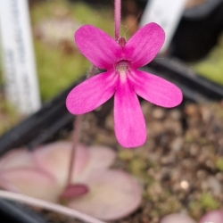Pinguicula moranensis x Pinguicula zamudioana 