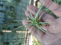 Tillandsia aeranthos x Tillandsia tenuifolia