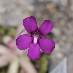 Pinguicula sp. Lautner 92/52 x Pinguicula gypsicola 'Buena Vista'