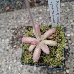 Pinguicula sp. Lautner 92/52 x Pinguicula gypsicola 'Buena Vista'