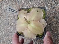 Pinguicula moranensis Big Old Clone 1960s