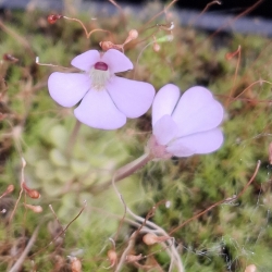 Pinguicula ehlersiae x Pinguicula immaculata 