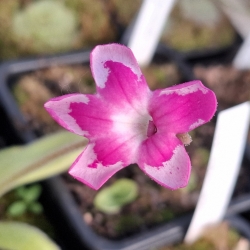 Pinguicula colimensis x Pinguicula calderoniae 