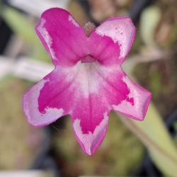 Pinguicula colimensis x Pinguicula calderoniae 