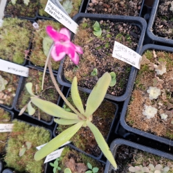 Pinguicula colimensis x Pinguicula calderoniae 